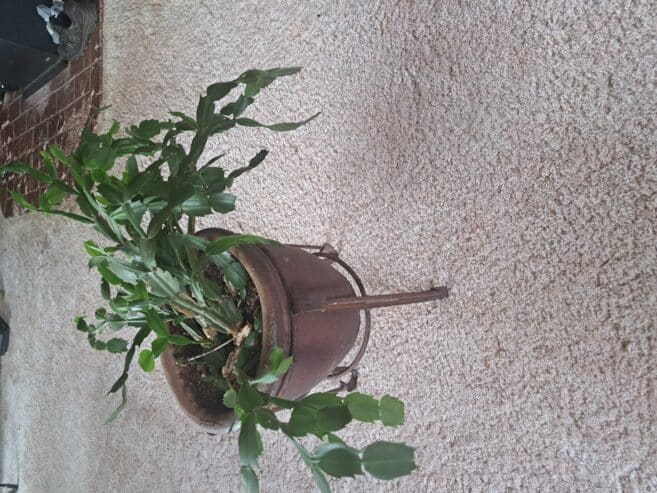christmass cactus in pot
