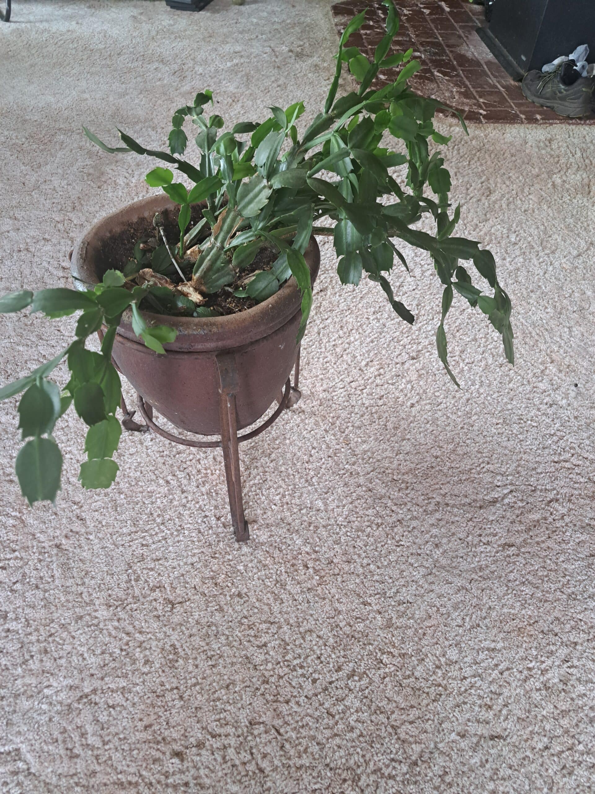 christmass cactus in pot