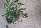 christmass cactus in pot