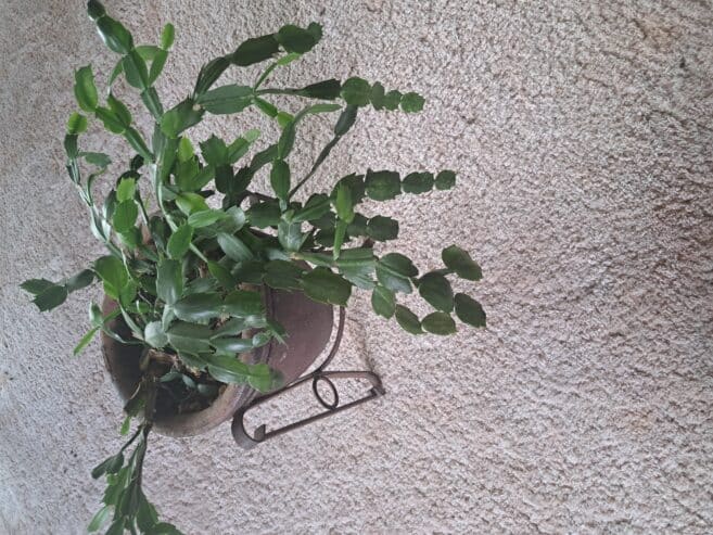 christmass cactus in pot
