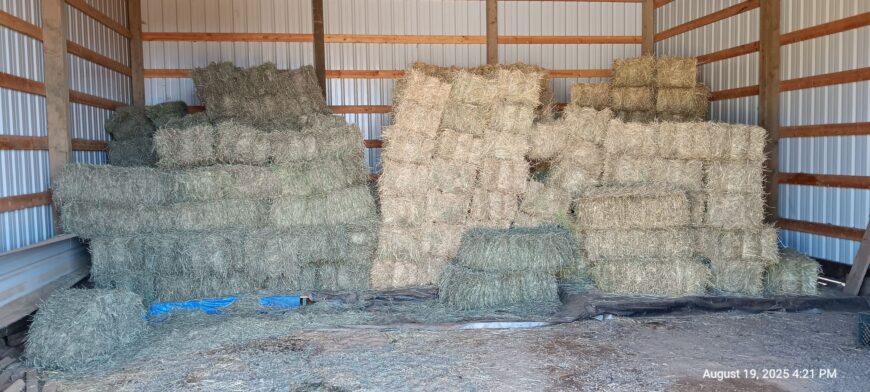 Orchard Grass Hay