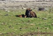 Longhorn heifer