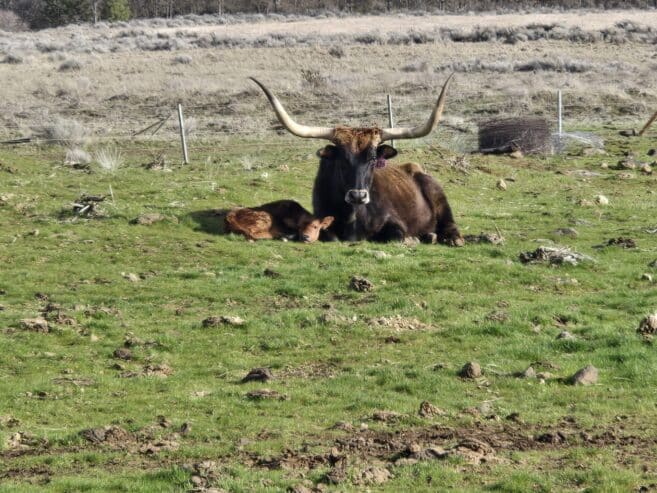 Longhorn heifer