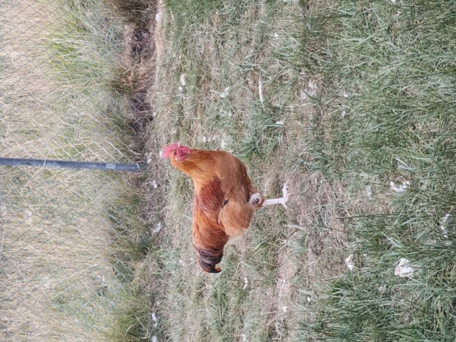 Rooster