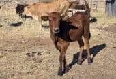 Longhorn heifer
