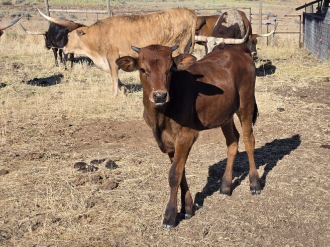 Longhorn heifer