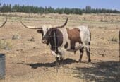Longhorn heifer