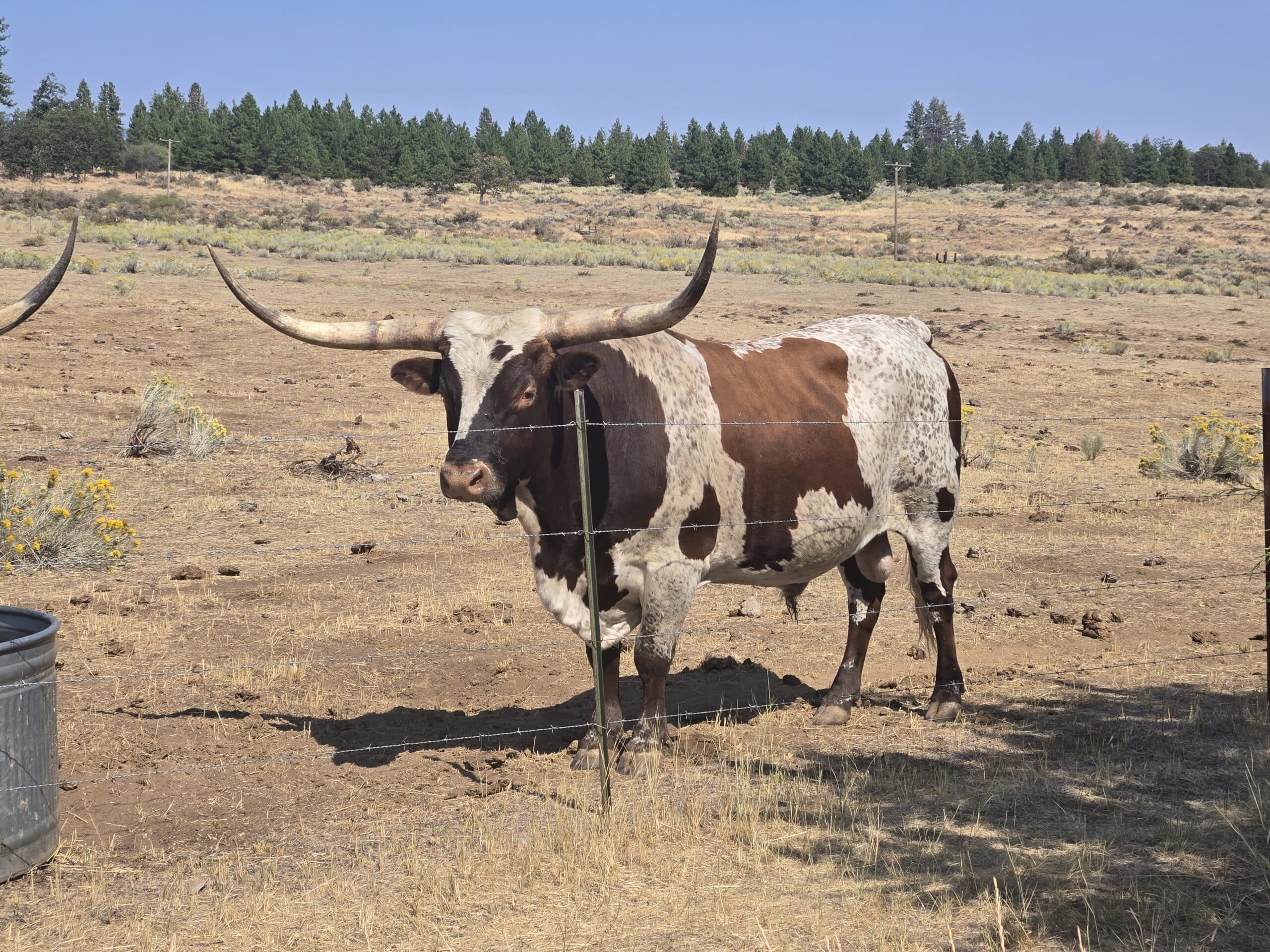 Longhorn heifer