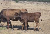 Longhorn heifer