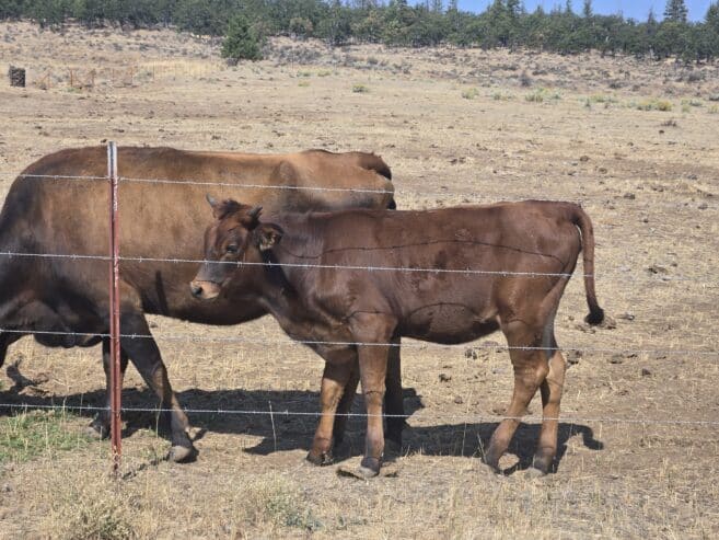 Longhorn heifer