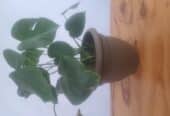 monstera plant