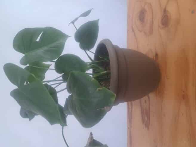 monstera plant
