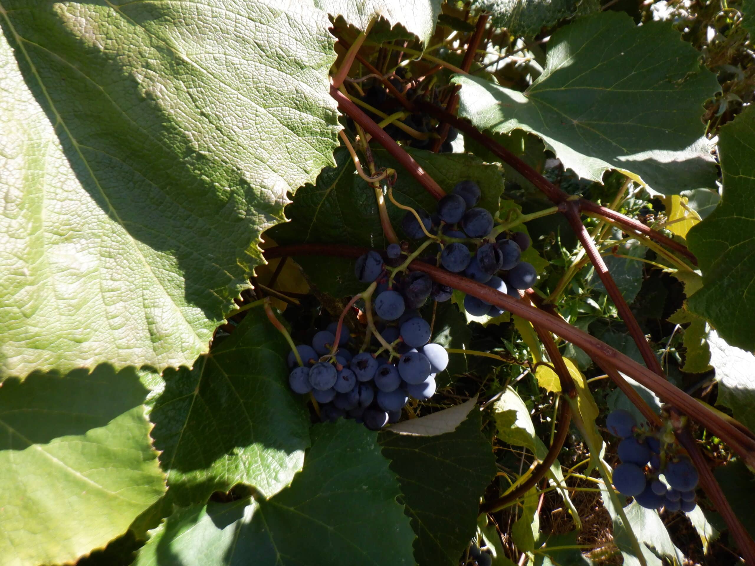 uPick Concord Grapes