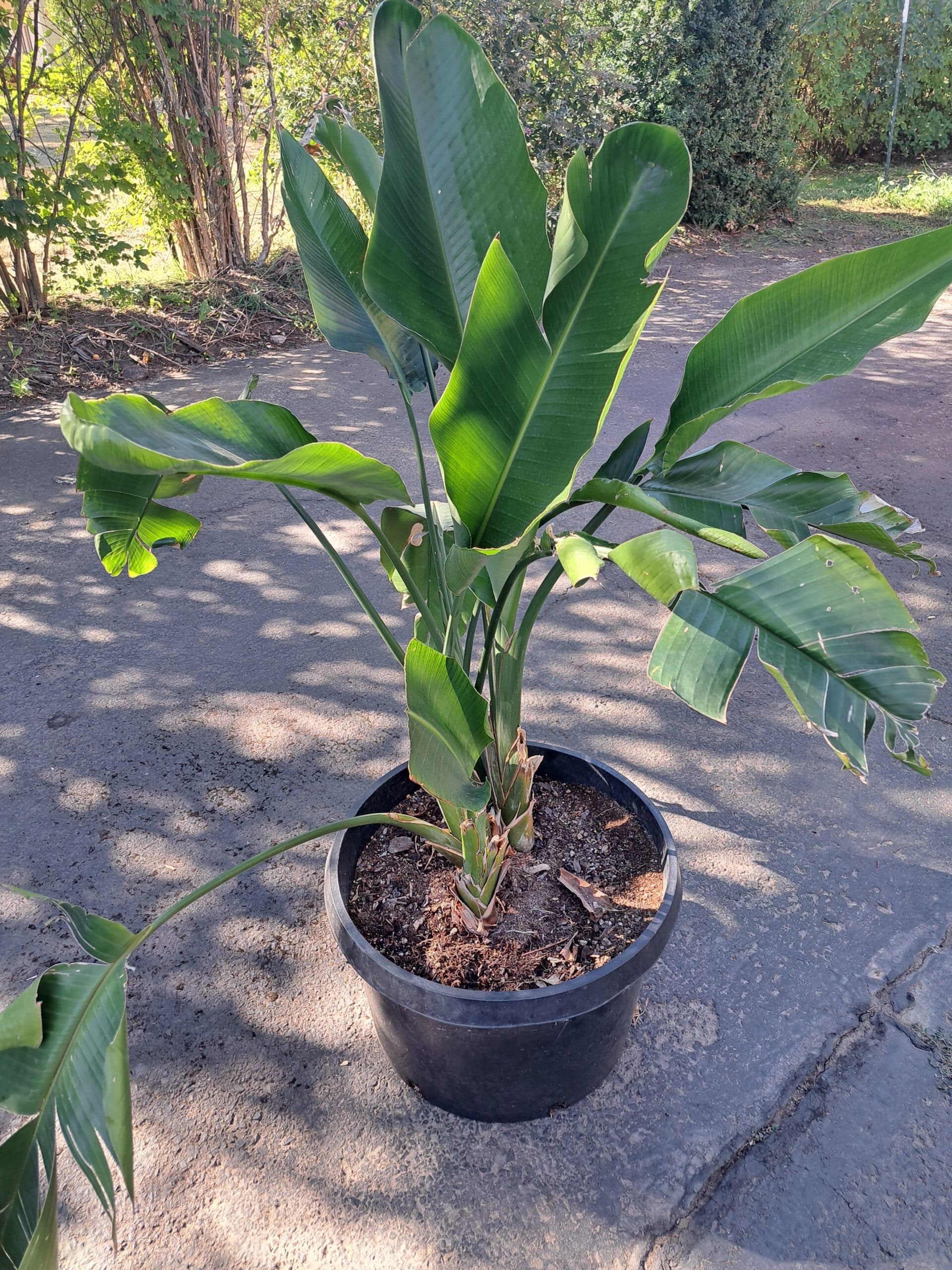 Large bird.of Paradise
