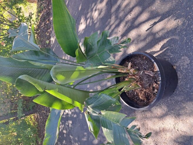 Large bird.of Paradise