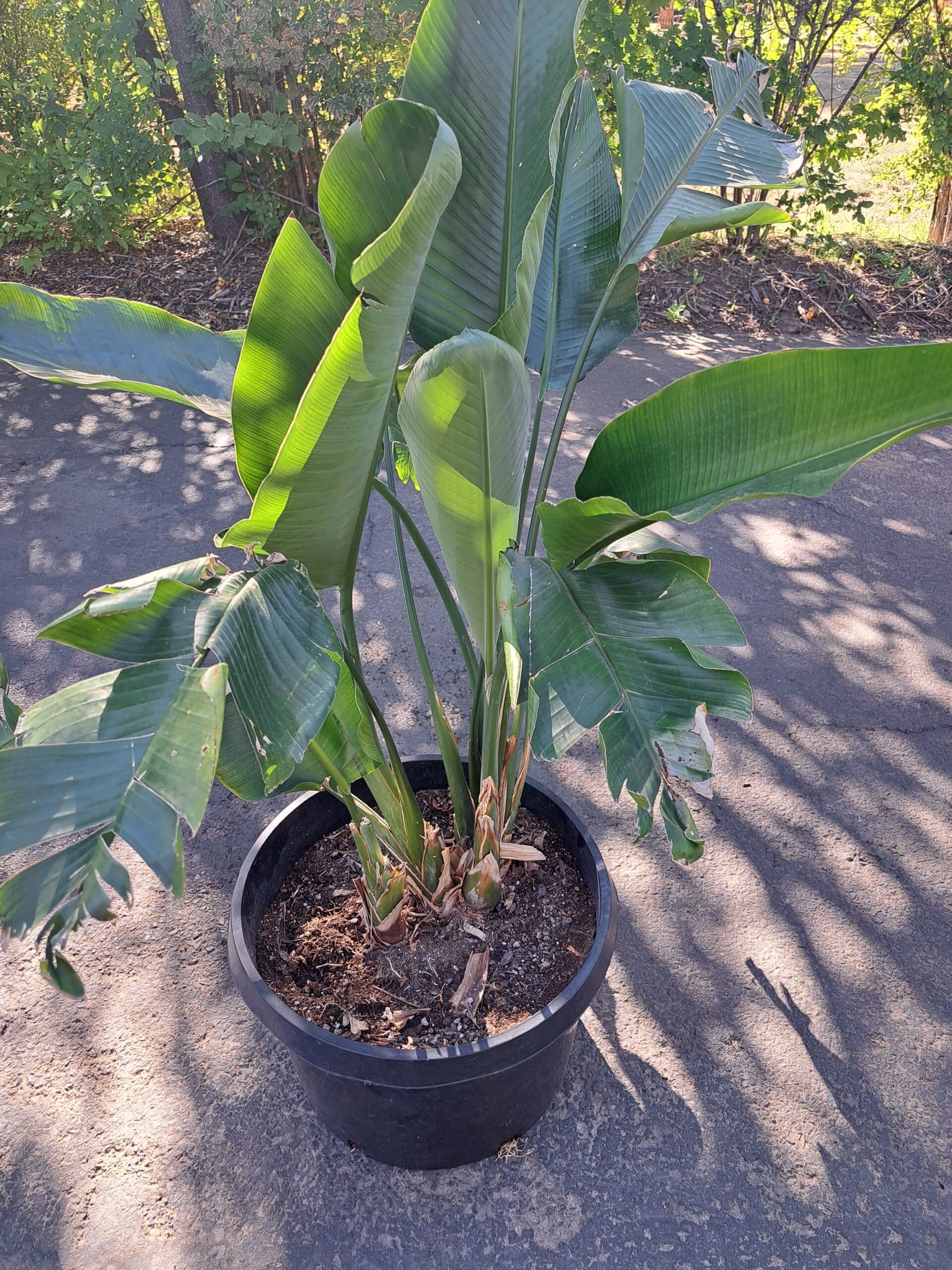 Large bird.of Paradise
