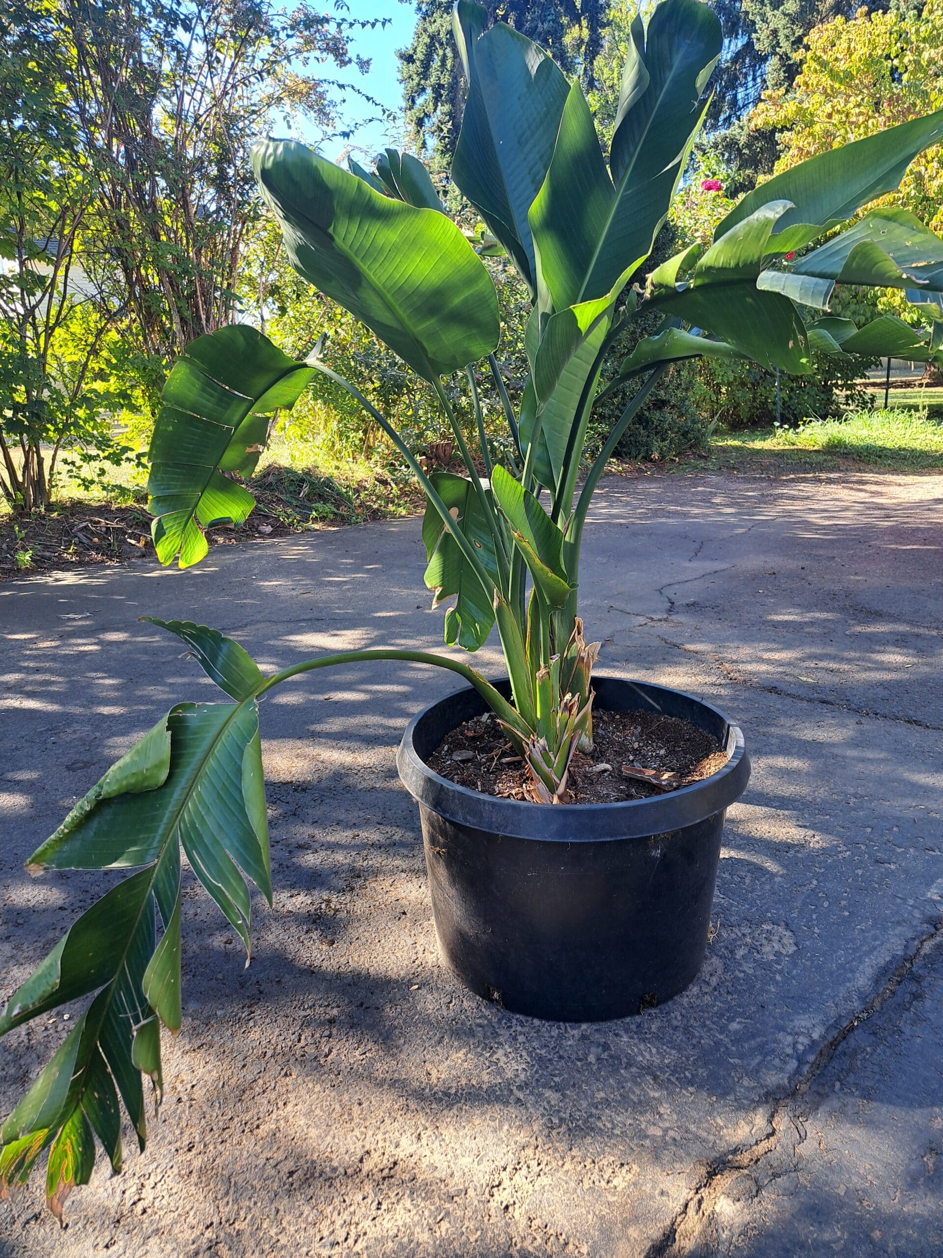 Large bird.of Paradise
