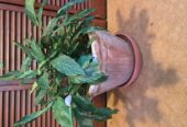 Large peace lilly in pot