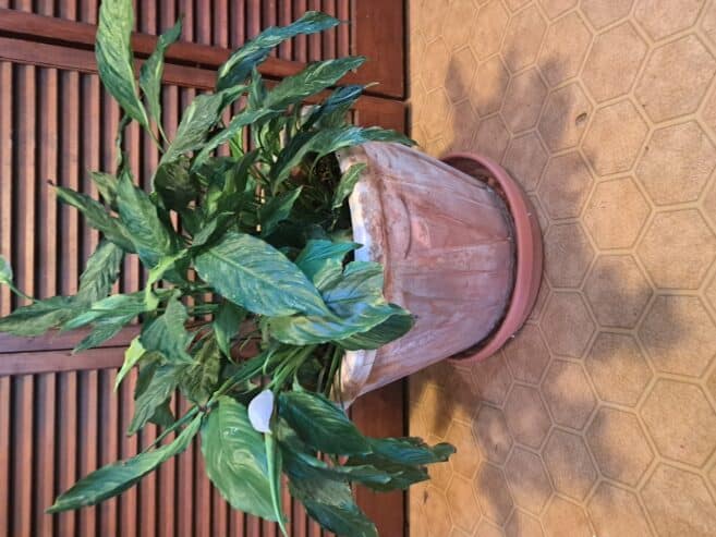 Large peace lilly in pot
