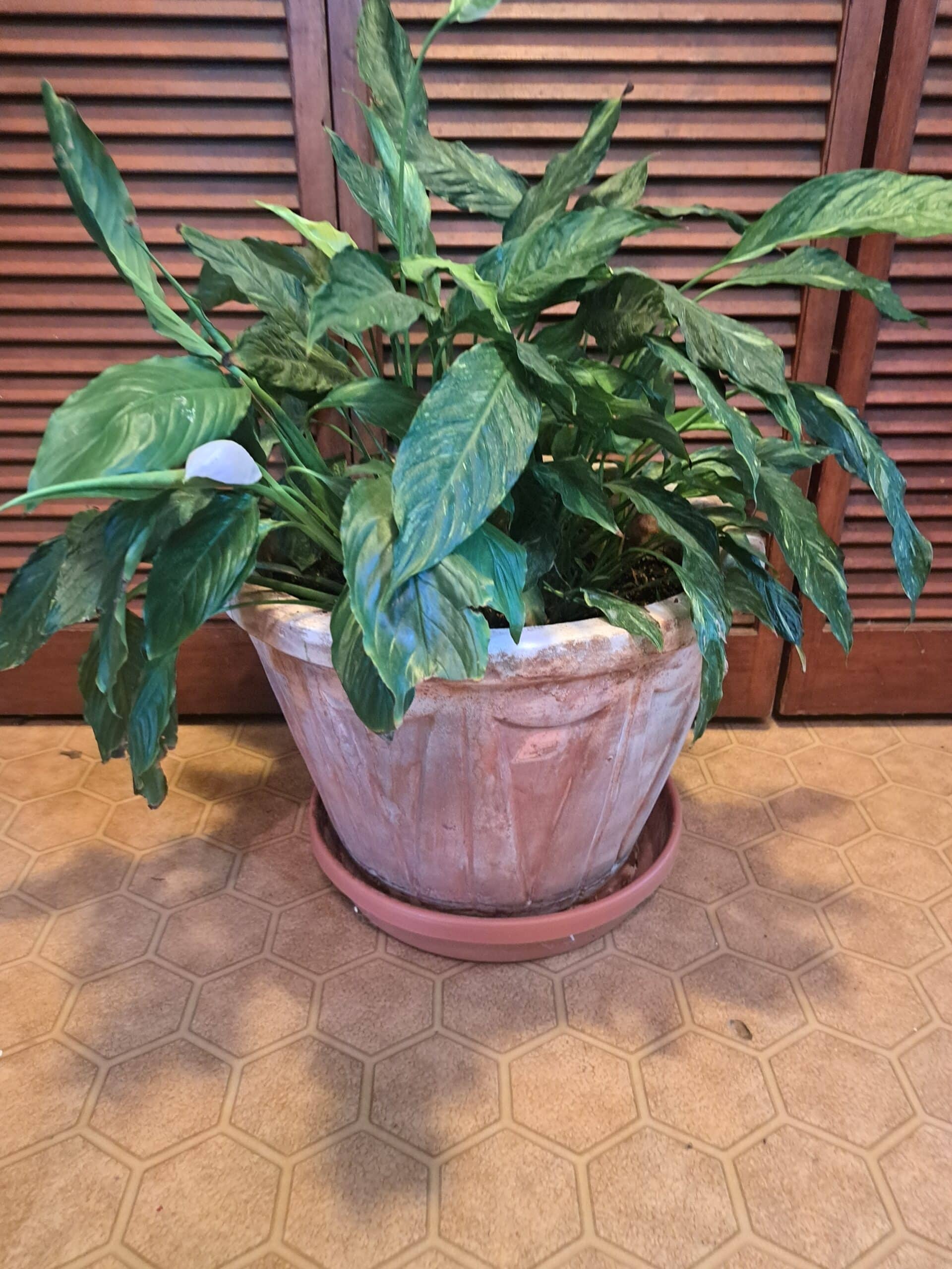 Large peace lilly in pot