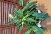 Large peace lilly in pot