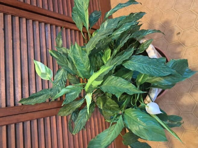 Large peace lilly in pot