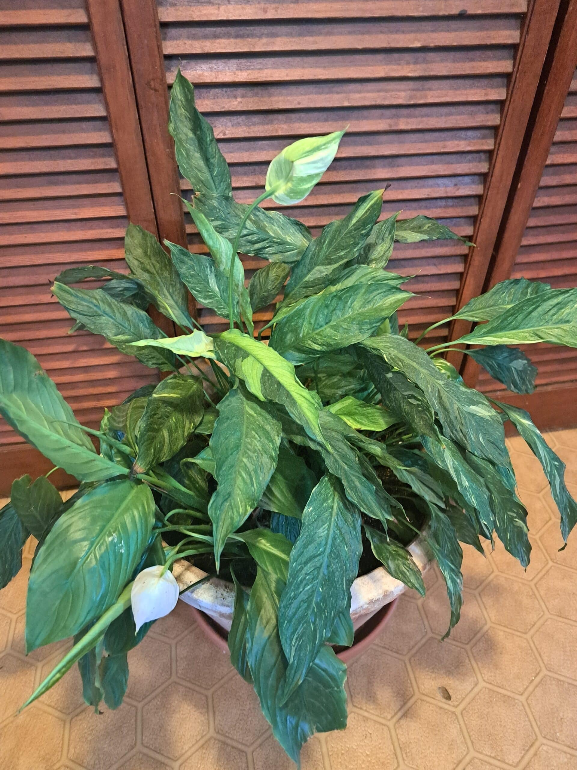 Large peace lilly in pot