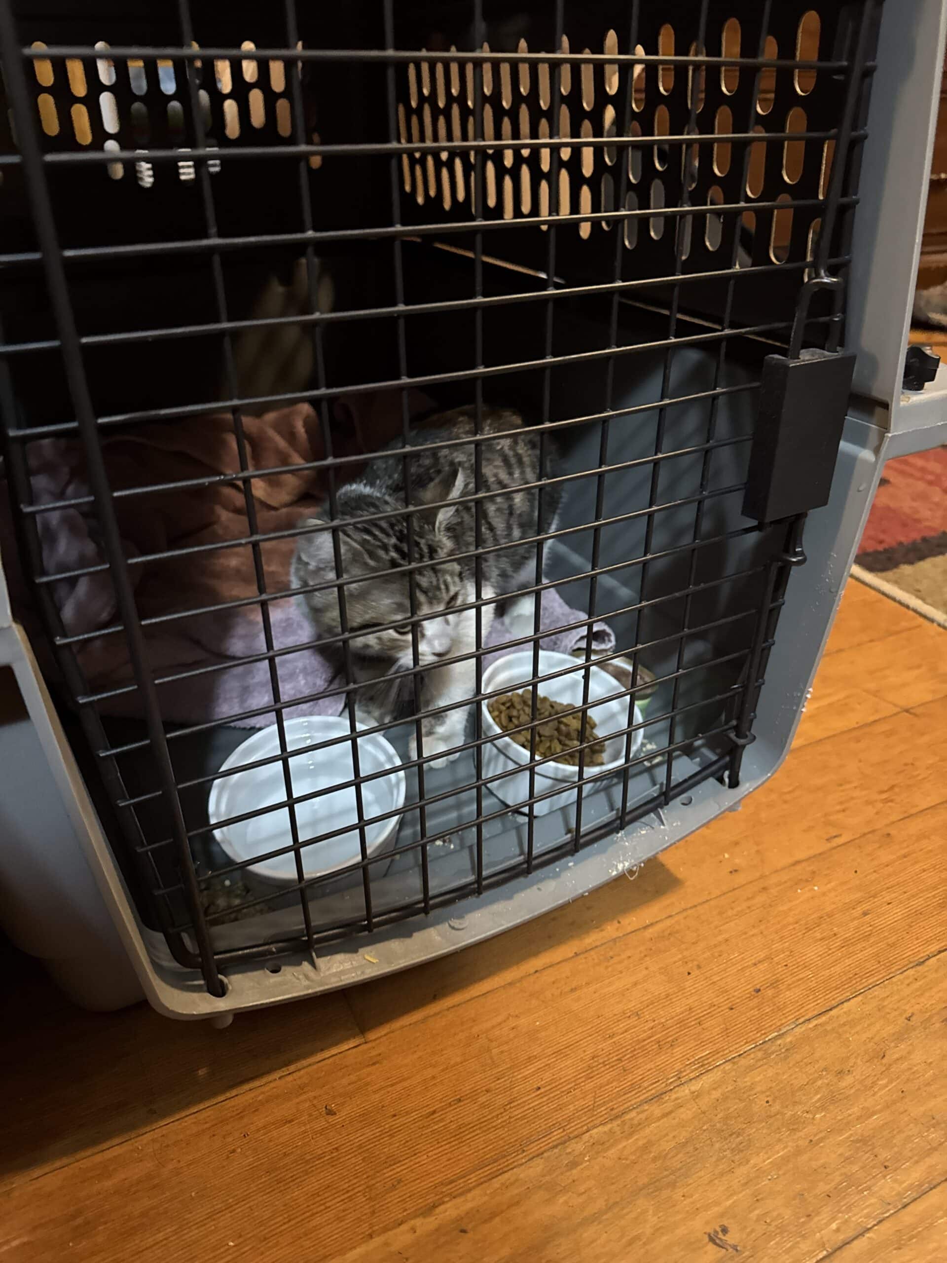 Cat Found Near Avalon Dr Hood River!