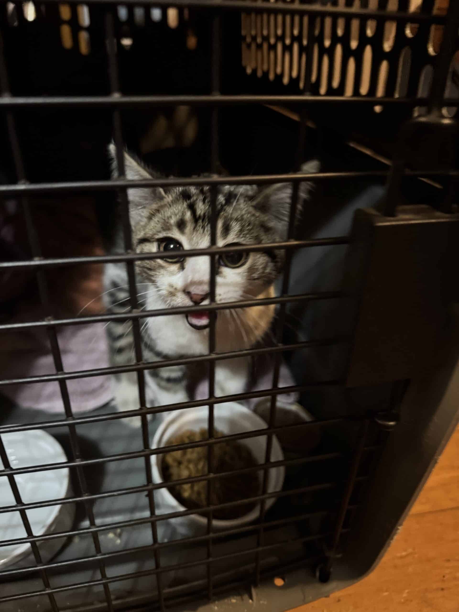 Cat Found Near Avalon Dr Hood River!