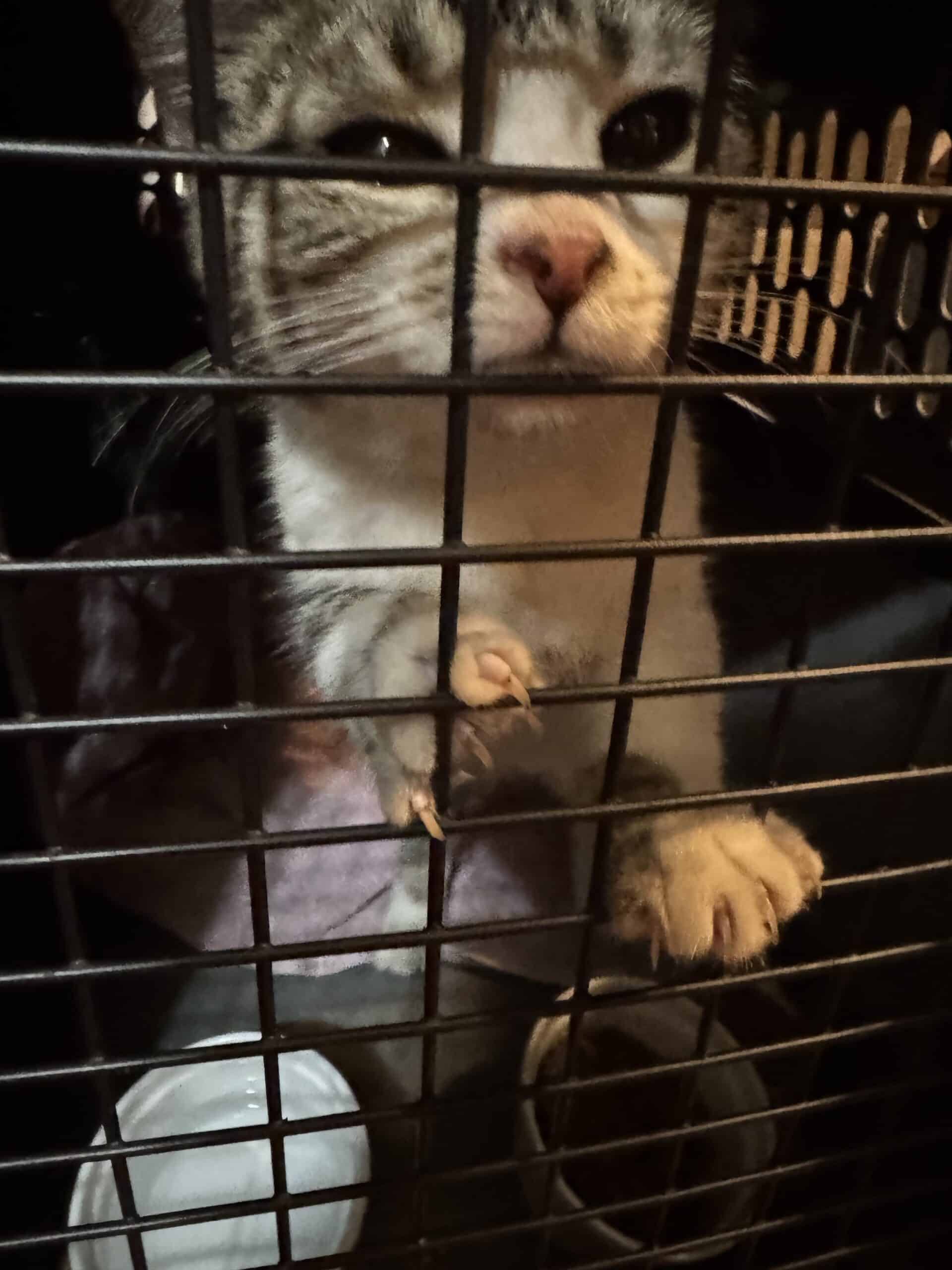 Cat Found Near Avalon Dr Hood River!