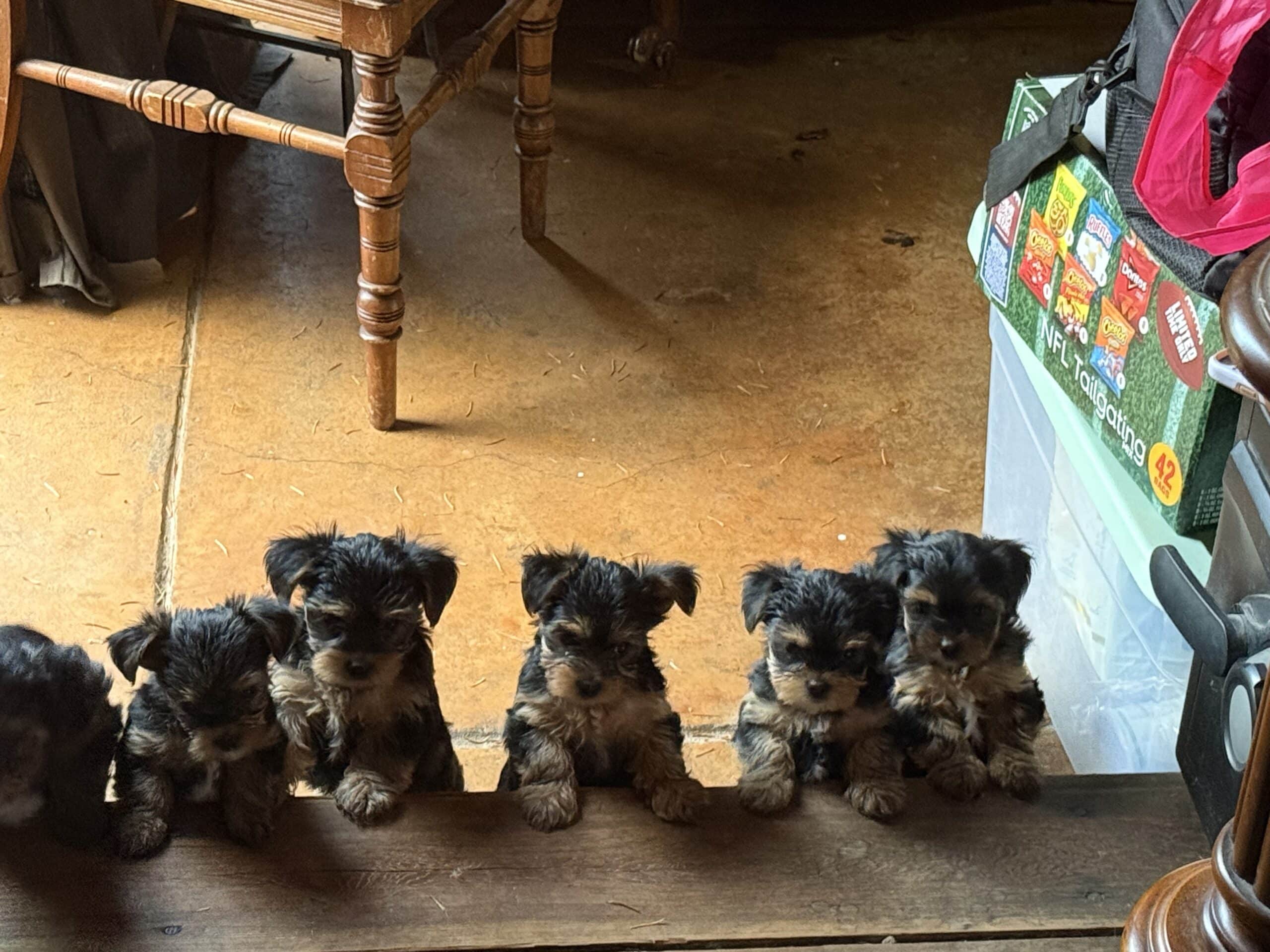Yorkie puppies