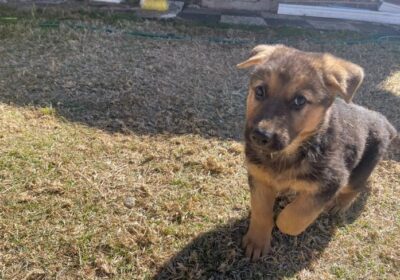 puppies_for_sale-1690369977-833-e