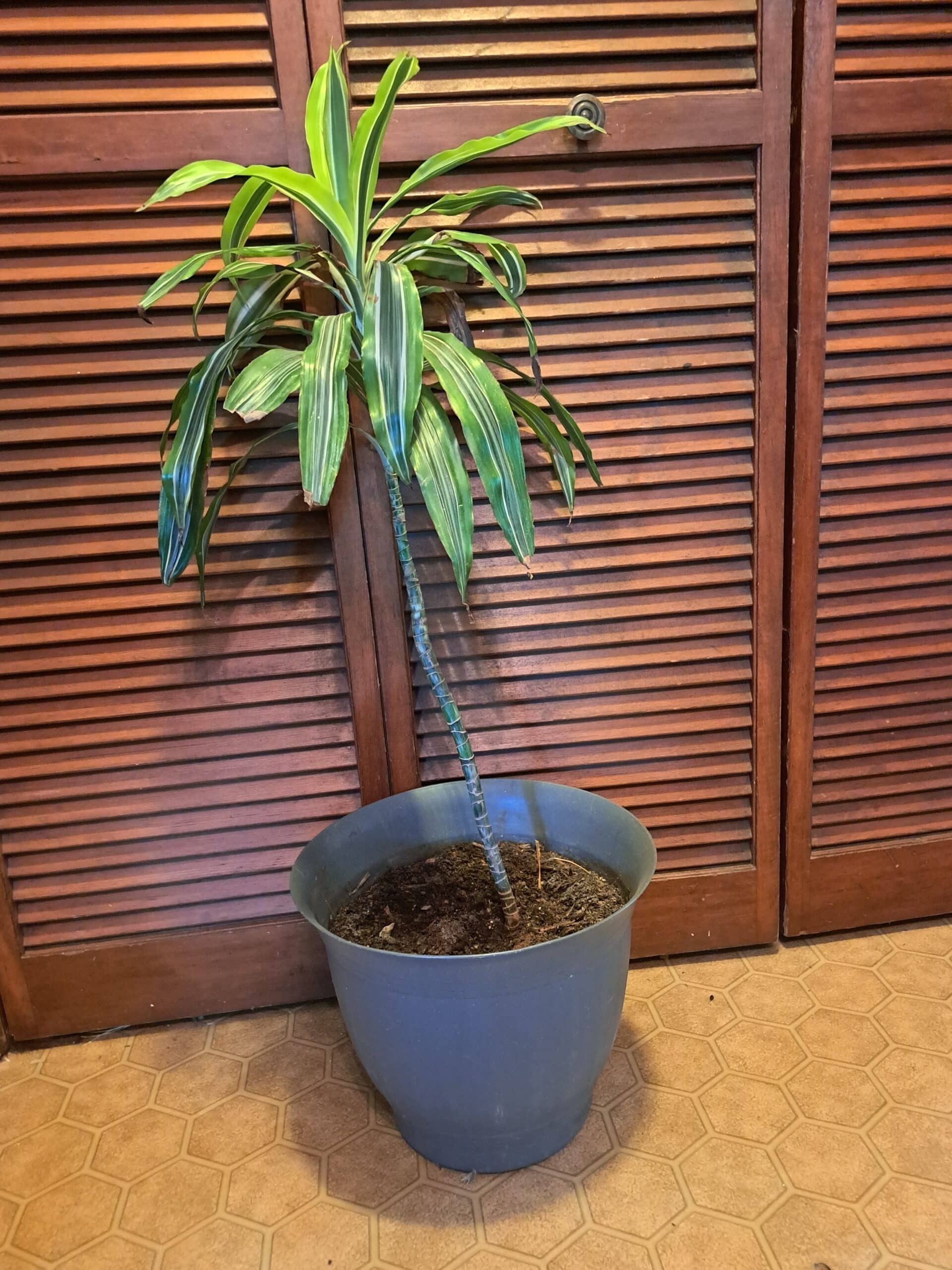 Large house plant