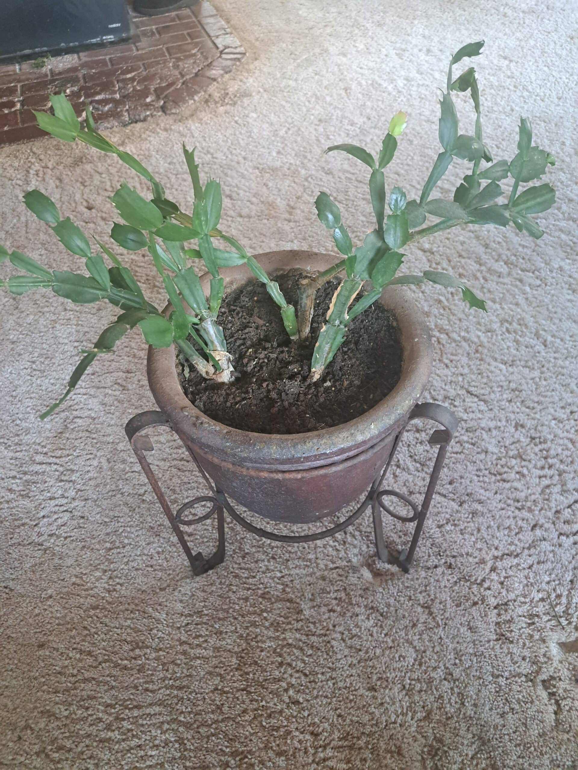 christmass cactus in pot and heavy metal stand