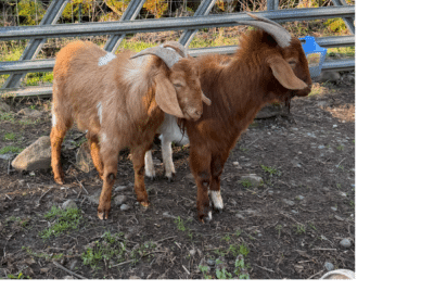 Goats-1