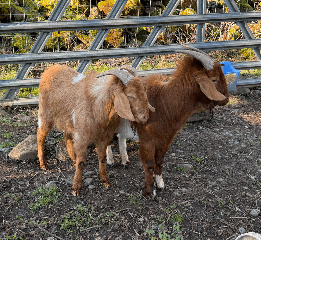 Boar Goats For Sale