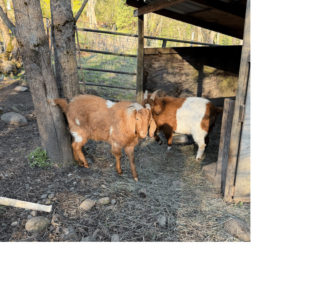 Boar Goats For Sale