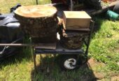 Black walnut