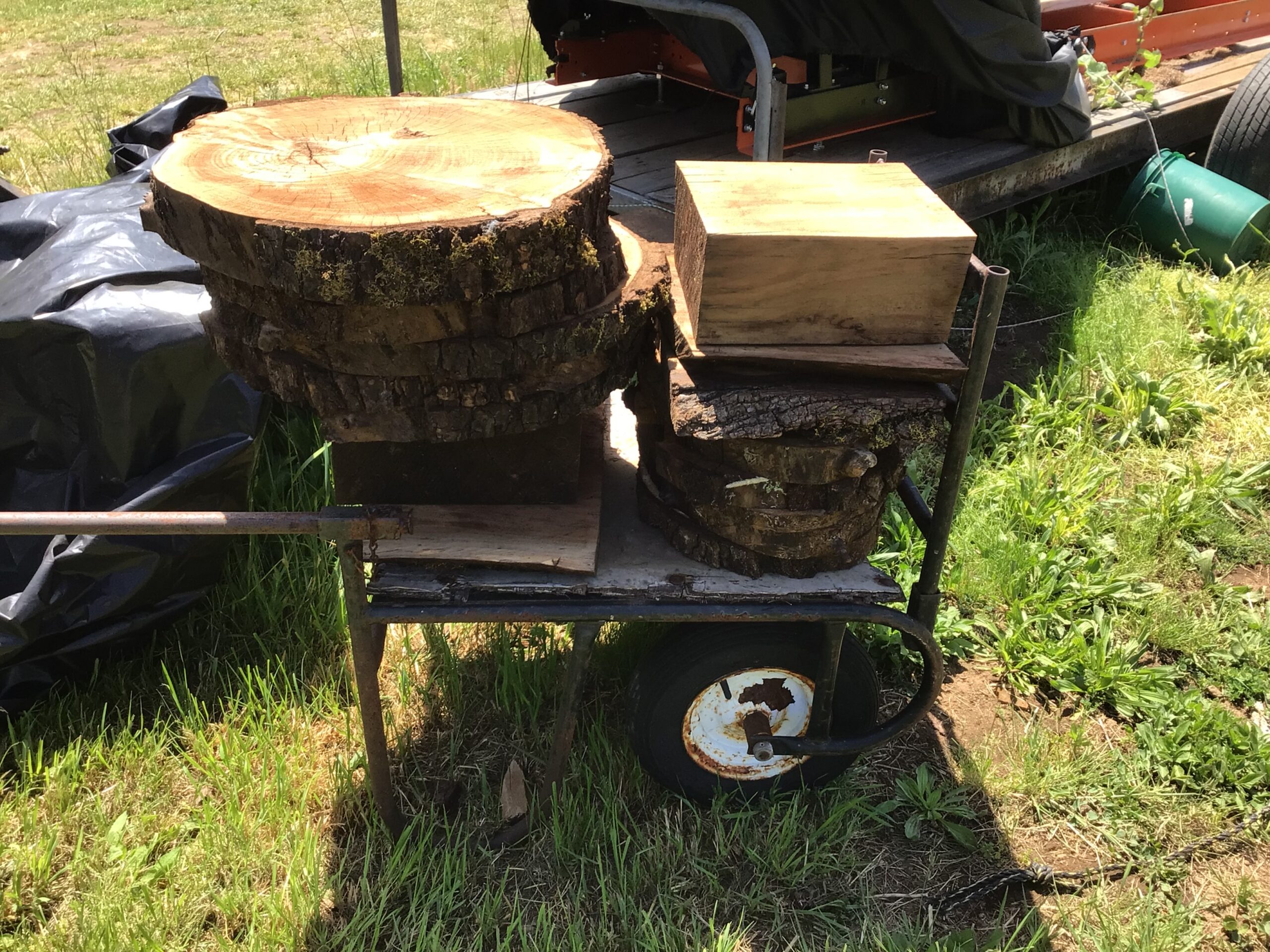 Black walnut