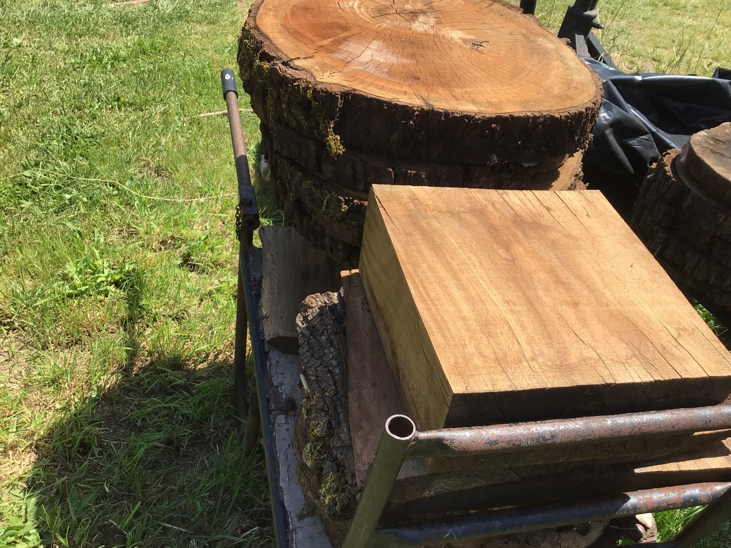 Black walnut