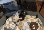 8wk old Male Kittens