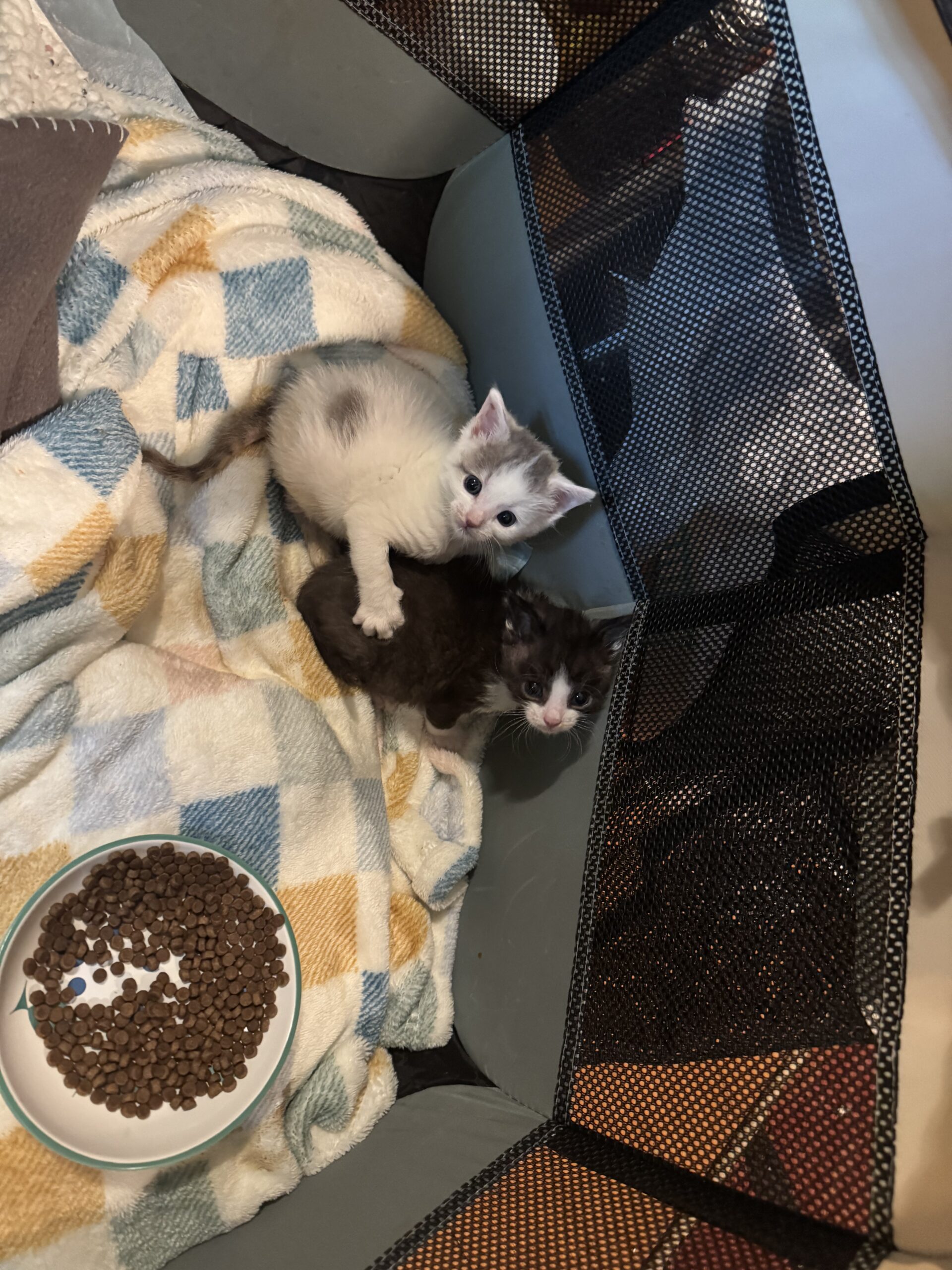8wk old Male Kittens