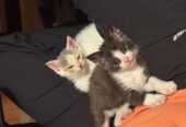 8wk old Male Kittens