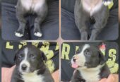 Border Collie pups