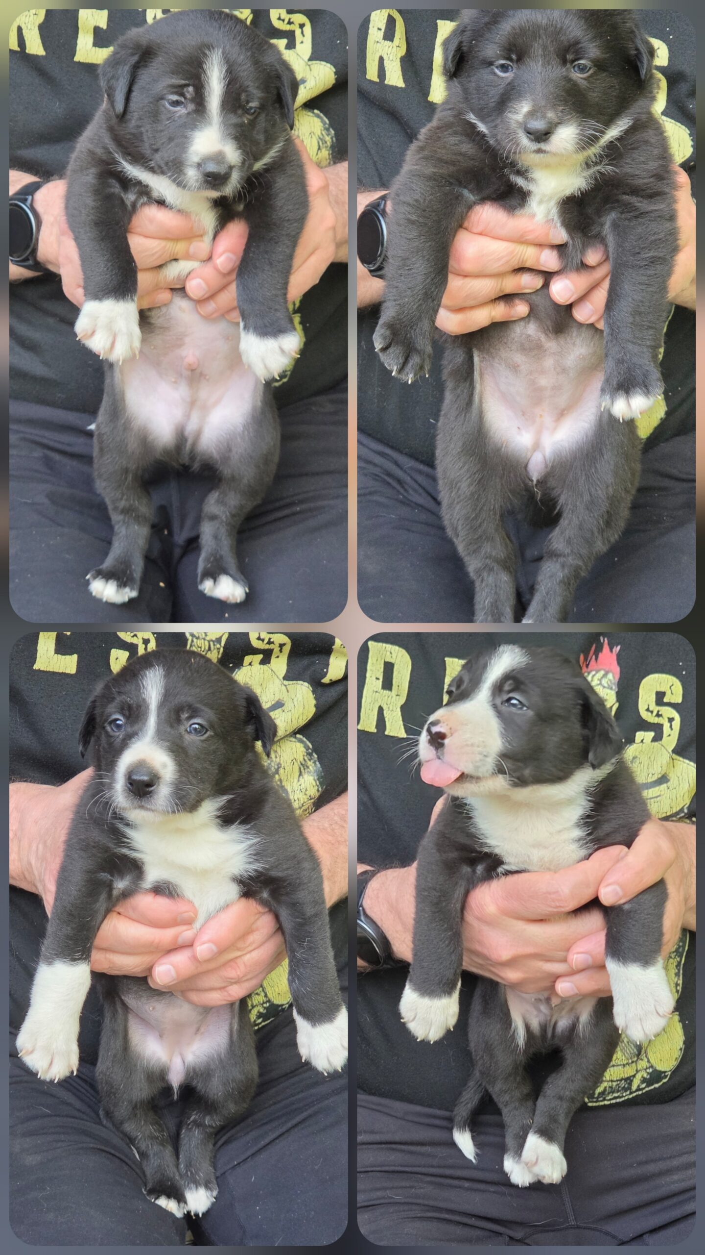 Border Collie pups