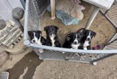 Border Collie pups