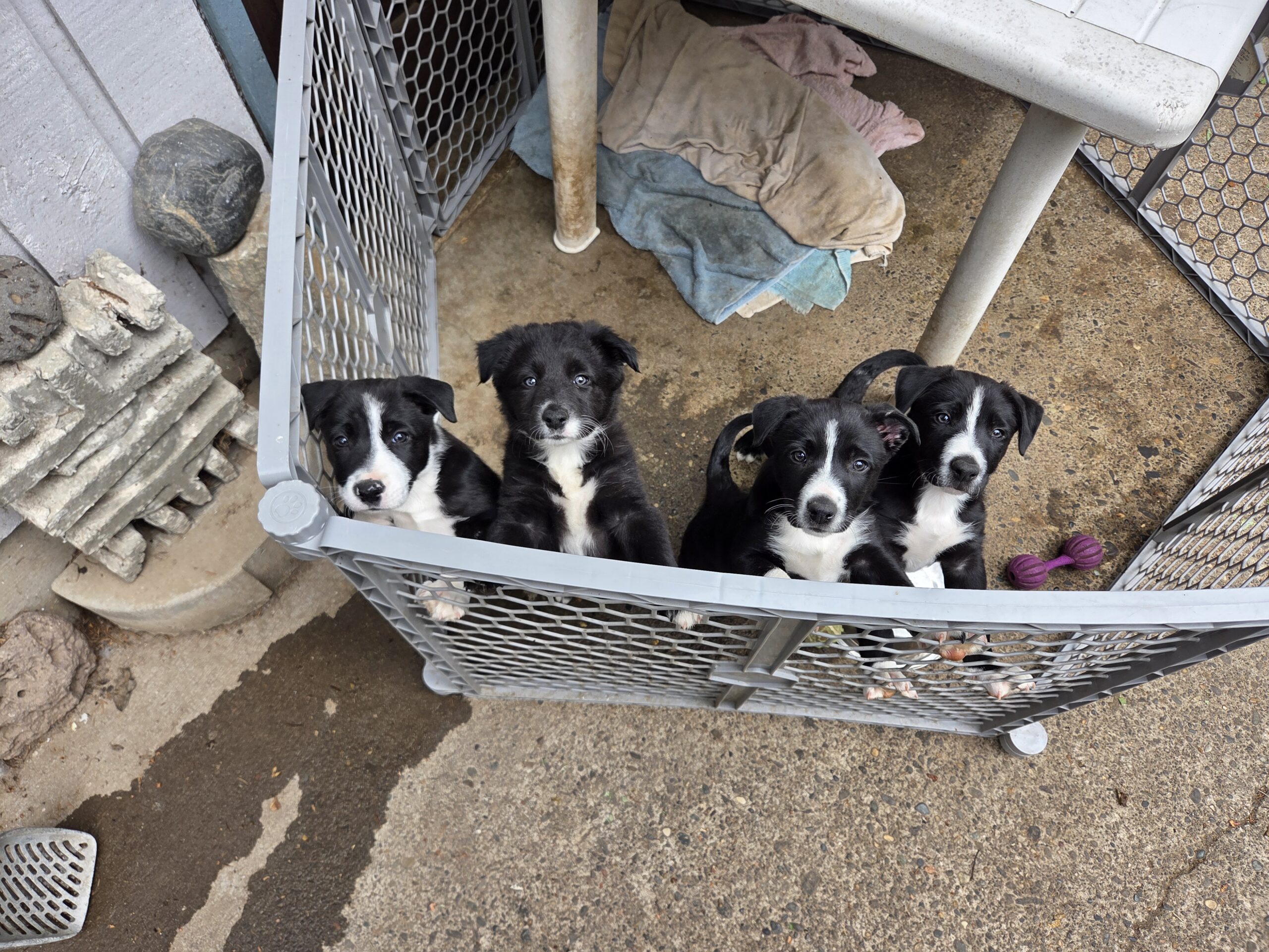 Border Collie pups