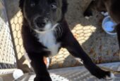 2 female part McNabb border collie pups