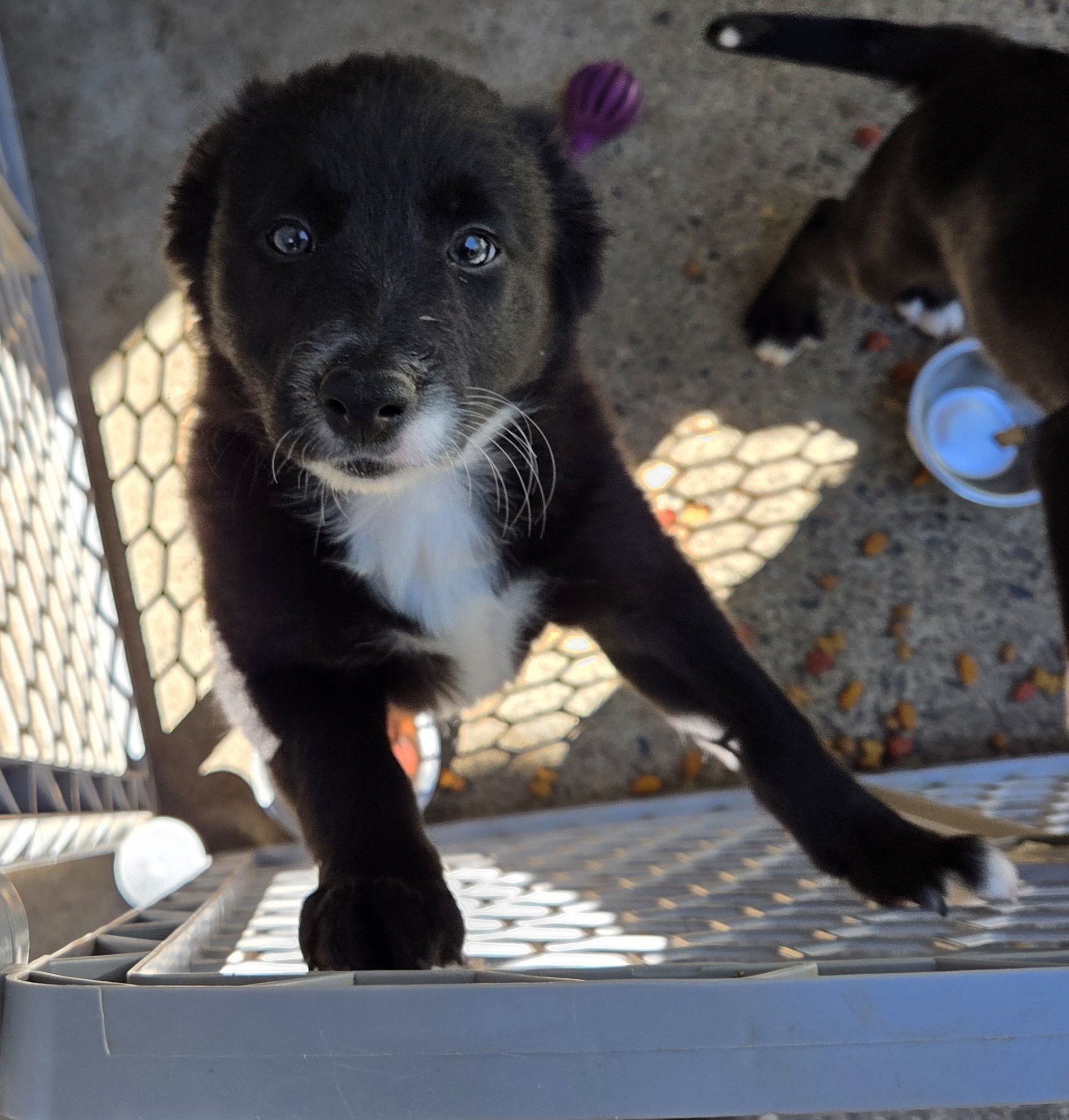 2 female part McNabb border collie pups