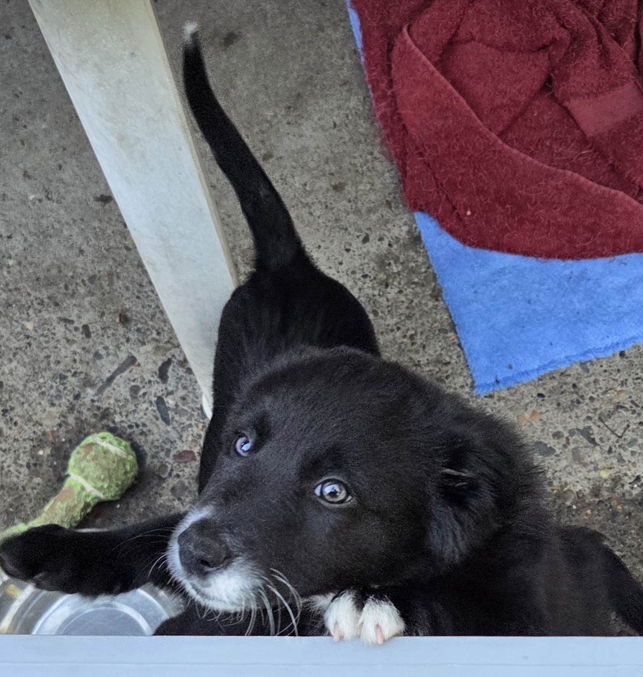 2 female part McNabb border collie pups